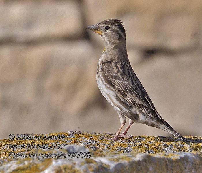 Rock Sparrow Steinsperling Petronia petronia