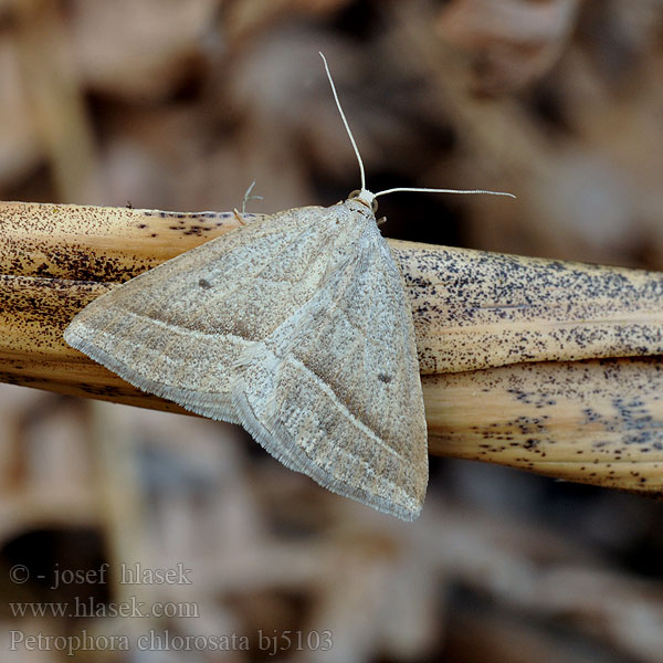 Пяденица папоротниковая Petrophora chlorosata Brown Silver-line Phalène l'aquiline Páfrányaraszoló Listnatka orličníková Kropenatec hasivkový Moorwald-Adlerfarnspanner Sananjalkamittari Pétropchore fouglère Varenspanner Papartinis sprindžius Bregnemåler Skalniak orliczak Ormbunksmätare