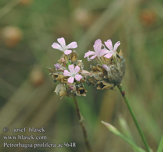 Petrorhagia prolifera ac5648