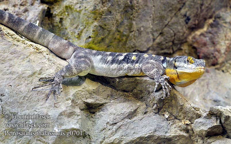 Petrosaurus thalassinus Baja Blue Rock Lizard Leguánek modravý Blauer Felsenleguan Каменная игуана Lagarto rocas