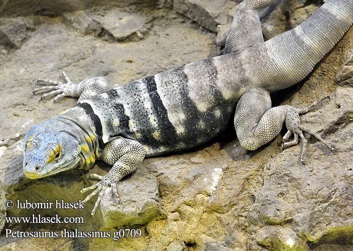 Blauer Felsenleguan Каменная игуана Lagarto rocas Petrosaurus thalassinus Baja Blue Rock Lizard Leguánek modravý