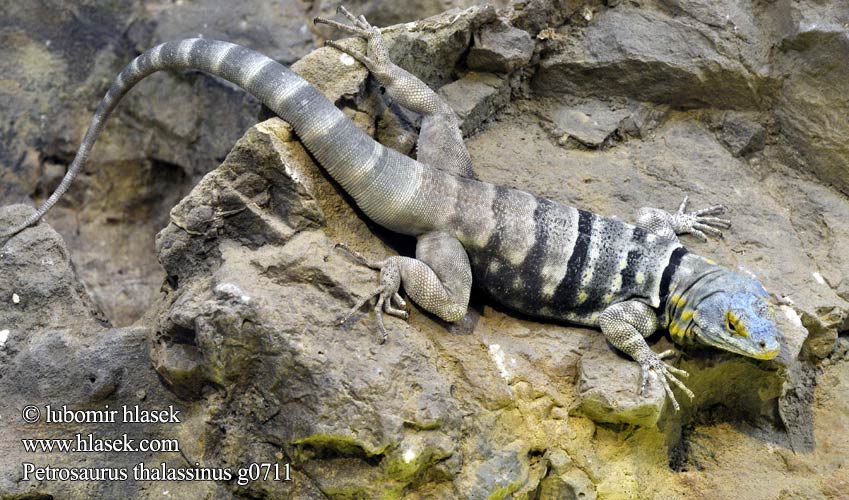 Lagarto rocas Petrosaurus thalassinus Baja Blue Rock Lizard Leguánek modravý Blauer Felsenleguan Каменная игуана