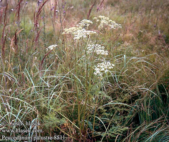 Peucedanum palustre Olešníkovec bahenní Sumpf-Haarstrang Milk Parsley