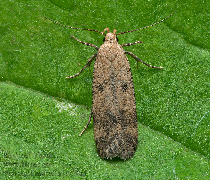 Pexicopia malvella Hollyhock Seed Moth Psota slezová