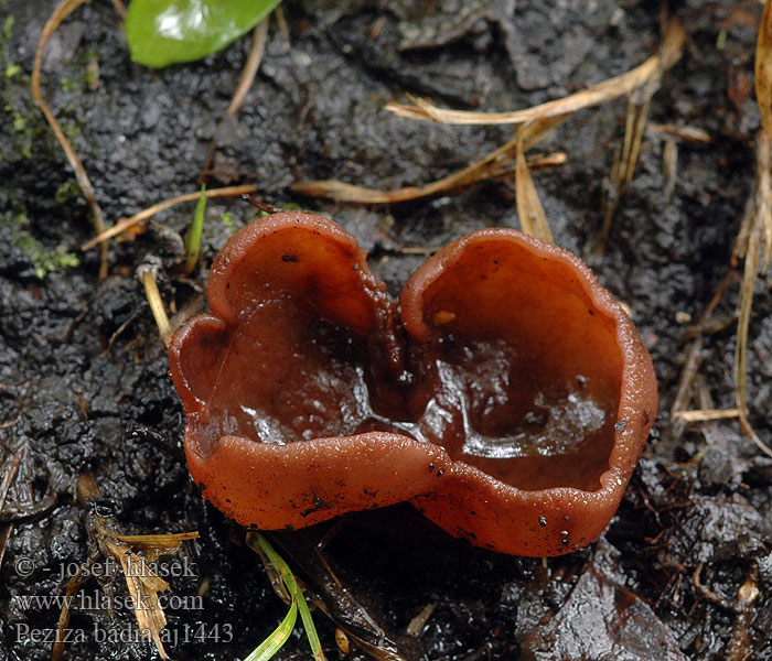 Pig's Ears Red-brown Cup Pruun liudik Rudasis ausūnis Brūnā kaussēne Brunskål 疣孢褐盘菌 Leverbrun bægersvamp Maksamaljakas Bruine bekerzwam Kestenjasta zdjeličarka Barna csészegomba Brun begersopp Kustrzebka brunatna Urechiusa barligata Пецица коричневая Čiaška hnedá Rjava skledica Pézize brune Peciza parda Peziza badia Galactinia Helvella cochleata Plicaria Scodellina