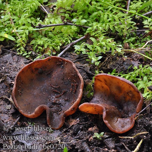 Pézize baie Řasnatka hnědá Kastanienbrauner Becherling Pig's Ears Red-brown Cup Pruun liudik Rudasis ausūnis Brūnā kaussēne Brunskål 疣孢褐盘菌 Leverbrun bægersvamp Maksamaljakas Bruine bekerzwam Kestenjasta zdjeličarka Barna csészegomba Brun begersopp Kustrzebka brunatna Urechiusa barligata Пецица коричневая Čiaška hnedá Rjava skledica Pézize brune Peciza parda Peziza badia Galactinia Helvella cochleata Plicaria Scodellina