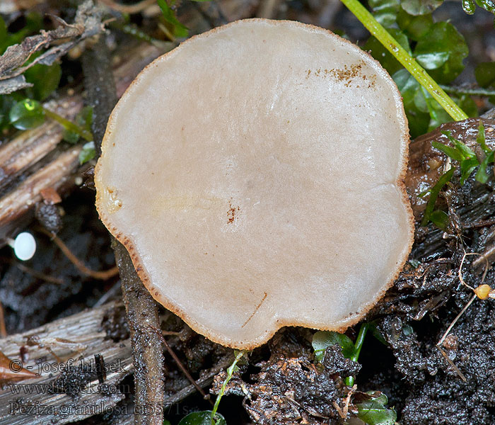 Peziza granulosa Granulierter Becherling Пецица зернистая