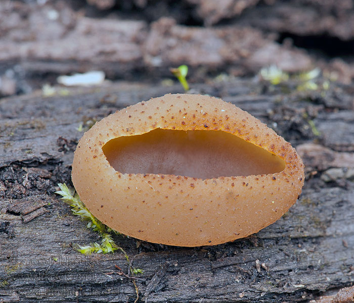 Peziza michelii Řasnatka Micheliho Gelbfleischiger Lilabecherling