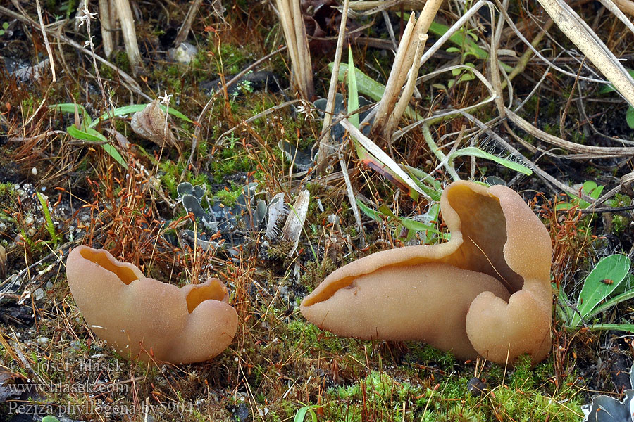 Peziza phyllogena Řasnatka olivově hnědá Čiaška podvojná