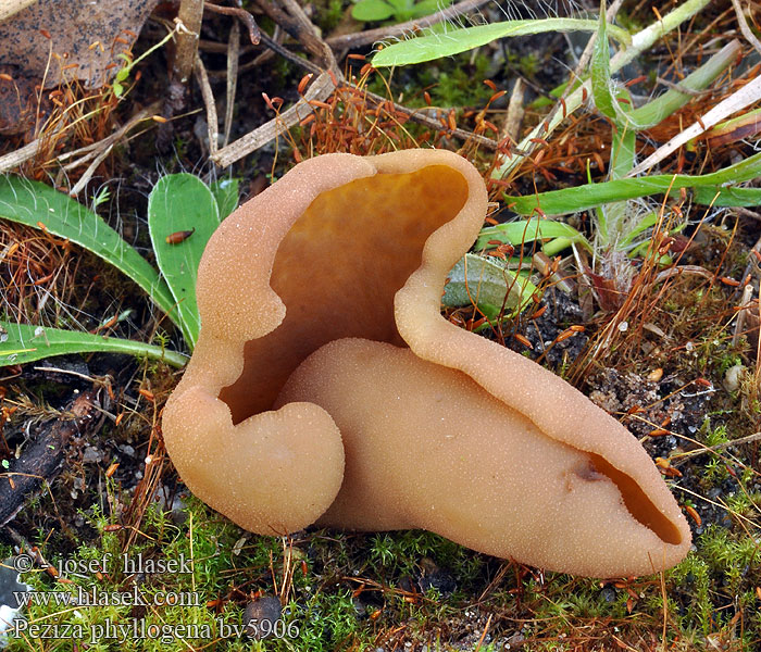 Peziza phyllogena Braunvioletter Brandstellen-Becherling Common brown cup