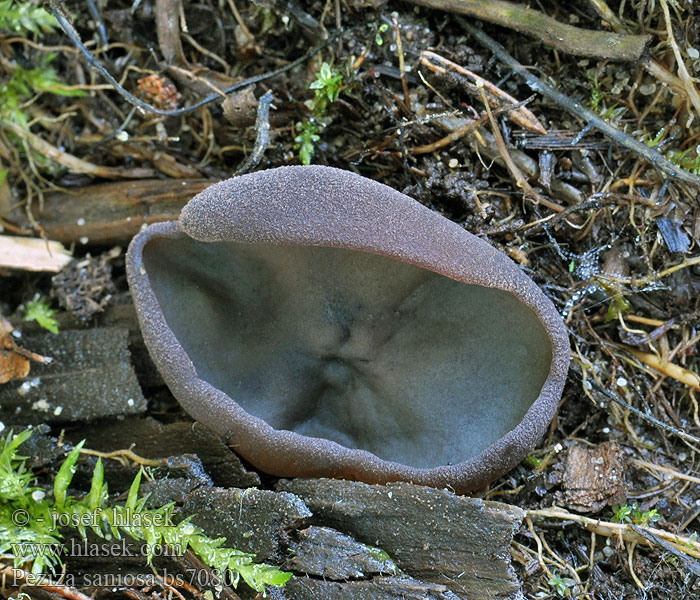 Peziza saniosa Řasnatka fialovomléčná Violettmilchender Becherling