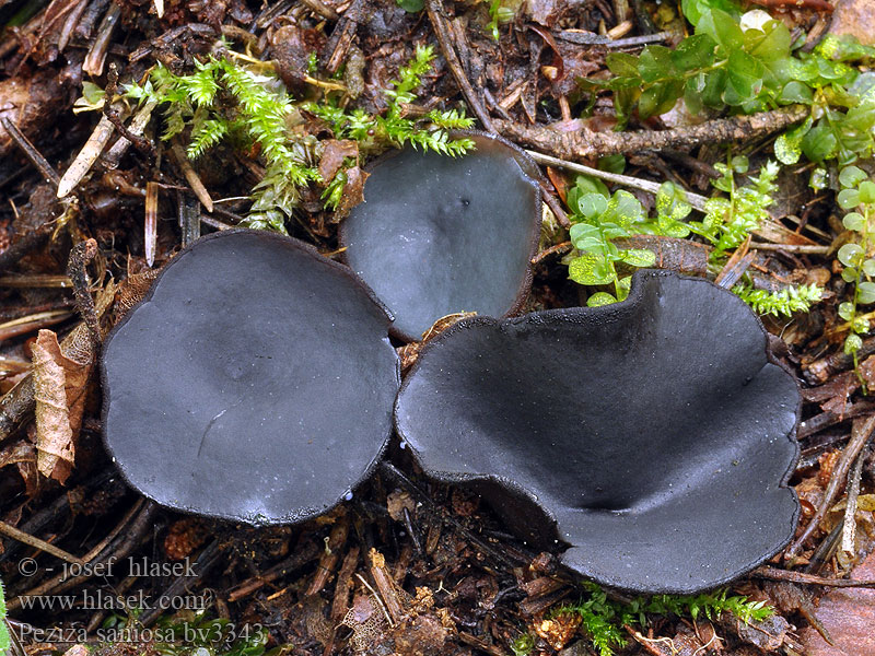 Peziza saniosa Blauwe melkbekerzwam Kustrzebka czarnofioletowa