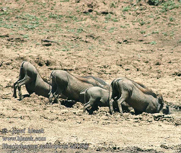 Phacochoerus aethiopicus africanus Desert Warthog Vortesvinet Pahkasika Phacochere