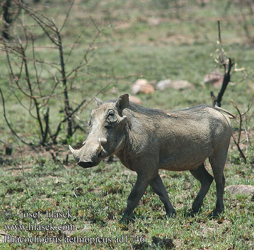 Phacochoerus aethiopicus africanus Desert Warthog Vortesvinet