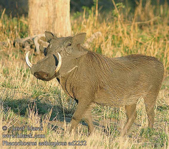 Phacochoerus aethiopicus africanus Desert Warthog Vortesvinet