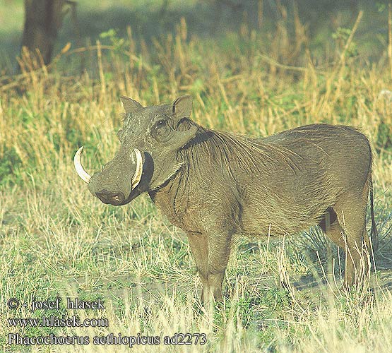 Phacochoerus aethiopicus africanus Desert Warthog