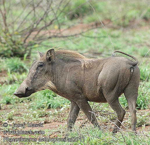 Phacochoerus aethiopicus africanus Desert Warthog Vortesvinet Pahkasika