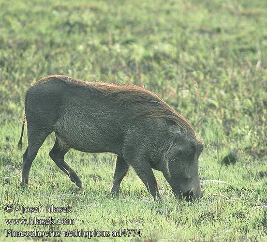 Phacochoerus aethiopicus africanus Desert Warthog Vortesvinet