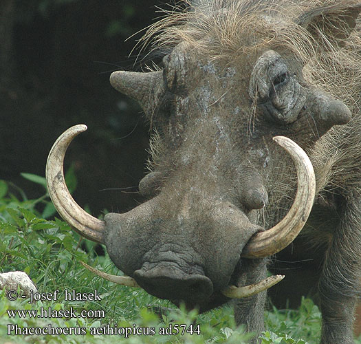 Phacochoerus aethiopicus africanus Desert Warthog Vortesvinet Pahkasika Phacochere