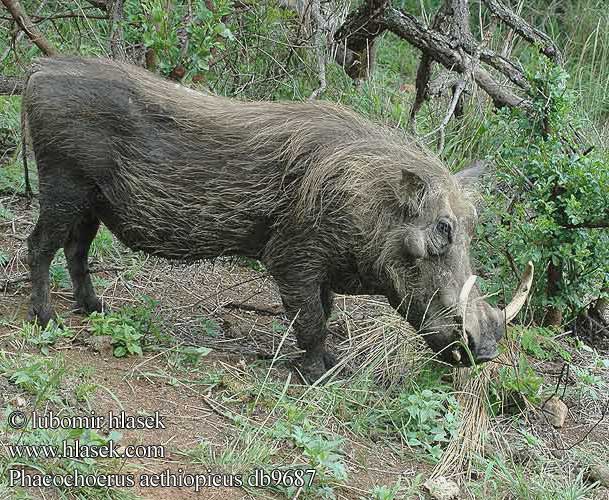 Phacochoerus aethiopicus db9687