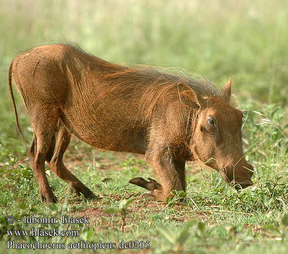 Phacochoerus aethiopicus dc0205