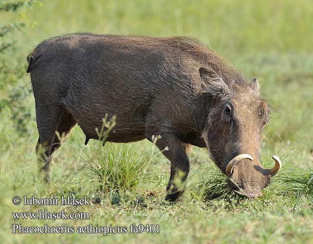 Facóquero oriental Vortesvinet Javali Africano Porcul alergator