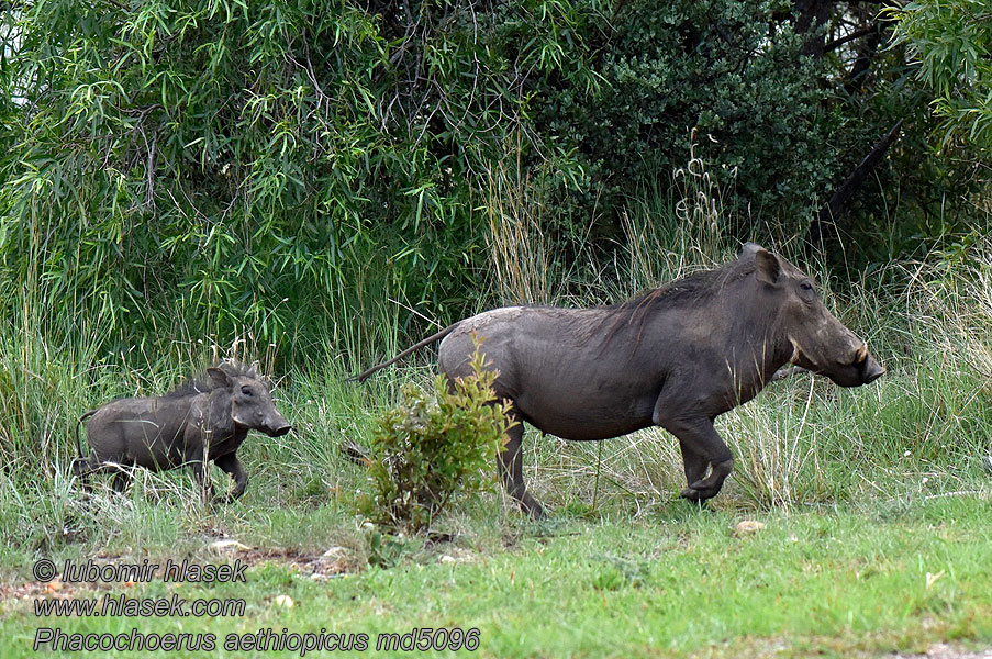 Phacochoerus_aethiopicus_md5096