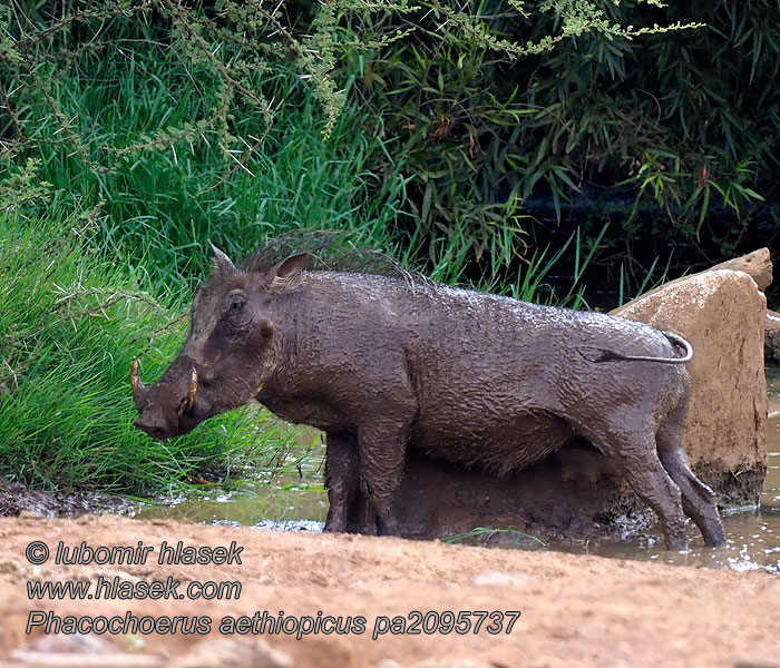 Prase bradavičnaté Facoquero Vartsvin Phacochoerus aethiopicus