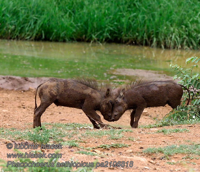 חזיר יבלות מדברי イボイノシシ Брадавичеста свиня Phacochoerus aethiopicus