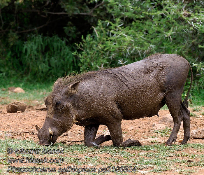 Phacochoerus_aethiopicus_pa2106824