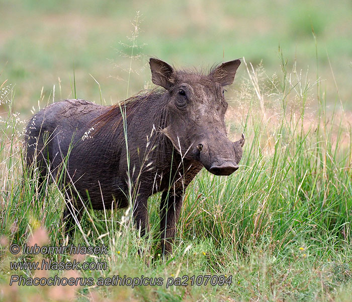 Prase bradavičnaté Phacochoerus aethiopicus