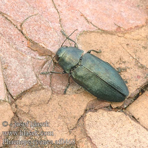 Phaenops cyanea Melanophila Blauer Kiefernprachtkäfer Krasec borový Steelblue jewel beetle Sinikauniainen Phénops bleu przypłaszczka granatka сосновая синяя златка Blå praktbagge