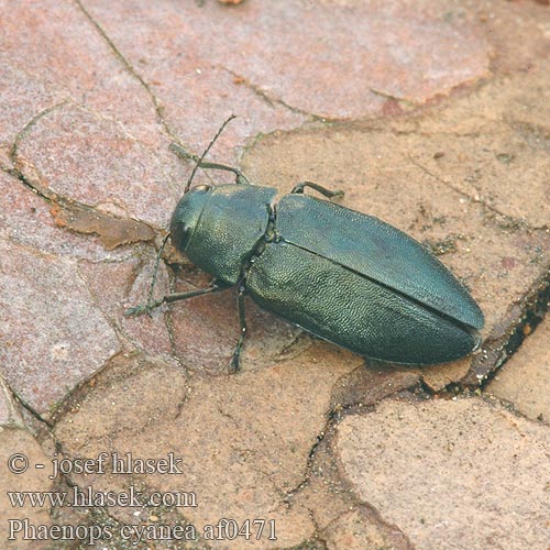 Phaenops cyanea Krasec borový Steelblue jewel beetle Sinikauniainen Phénops bleu przypłaszczka granatka сосновая синяя златка Blå praktbagge