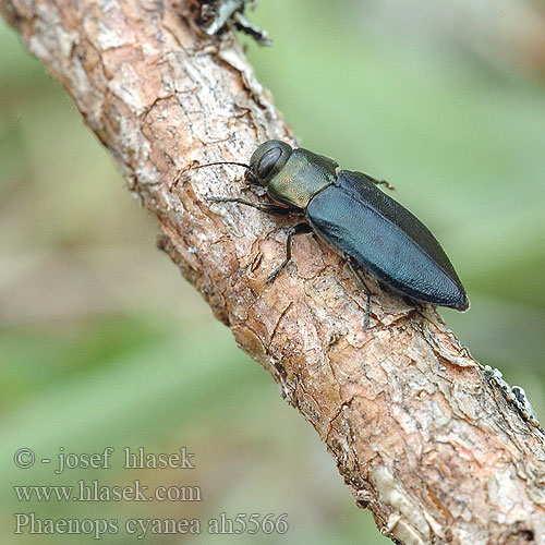 Phaenops cyanea Melanophila Sinikauniainen Phénops bleu przypłaszczka granatka сосновая синяя златка Blå praktbagge Blauer Kiefernprachtkäfer Krasec borový Steelblue jewel beetle