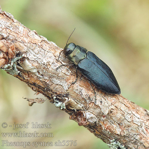 Phaenops cyanea Melanophila przypłaszczka granatka сосновая синяя златка Blå praktbagge Blauer Kiefernprachtkäfer Krasec borový Steelblue jewel beetle