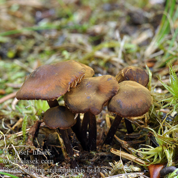 Phaeocollybia arduennensis Kržatka štíhlá Kleinster Wurzelschnitzling Tengere boorwortelzwam Rootshank Mørk spidshat Pikkuruostejuurekas Феоколлибия ардуенненсис Phéocollybie Ardennes