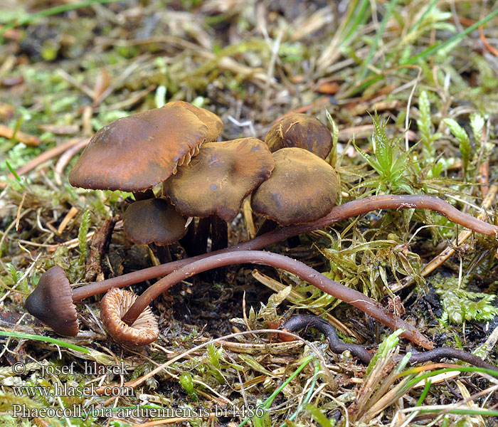 Kleinster Wurzelschnitzling Tengere boorwortelzwam Rootshank Mørk spidshat Pikkuruostejuurekas Феоколлибия ардуенненсис Phéocollybie Ardennes Phaeocollybia arduennensis Kržatka štíhlá