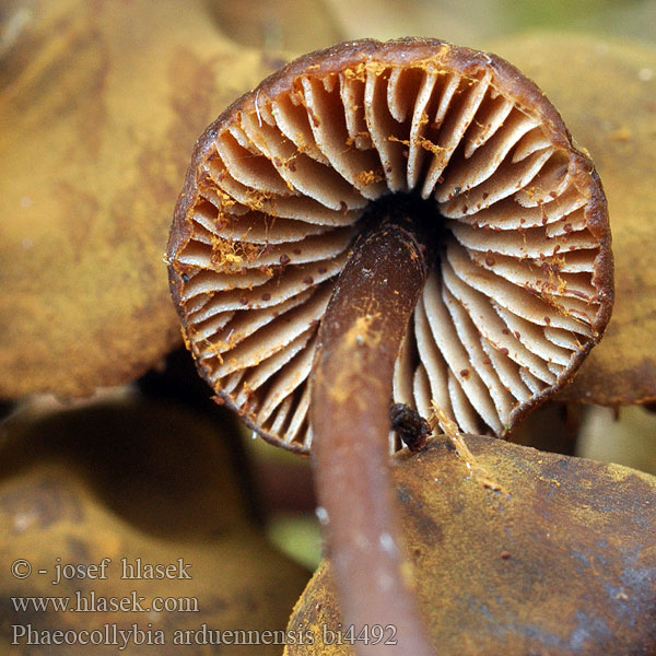 Phaeocollybia arduennensis bi4492