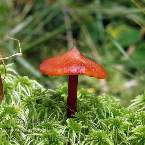 Phaeocollybia christinae Kržatka Kristina Koreňovnica škoricovohnedá Rødbrun spidshat Spindelsporiger Wurzelschnitzling Orangebrauner Ockerroter Christines topphatt Toppskräling Phéocollybie Christina Kristīnes skrimalene Феоколлибия Кристина Piporuostejuurekas ナメニセムクエタケ Oranžna temačnica