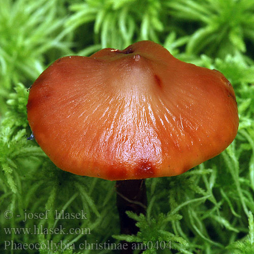 Phaeocollybia christinae am0404