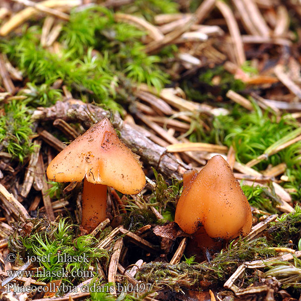 Phaeocollybia cidaris bi0497