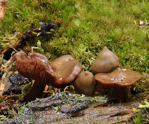 Phaeocollybia festiva Kržatka olivová Koreňovica olivová Olivengrøn spidshat Viherruostejuurekas Olivgrüner Wurzelschnitzling Oliven topphatt Korzenianka rzodkiewkowata Slemskräling