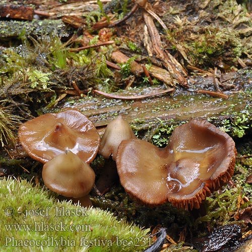 Phaeocollybia festiva be3231