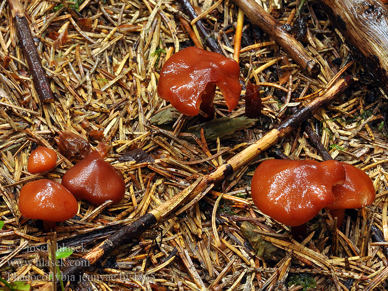 Phaeocollybia jennyi Feuerroter Wurzelschnitzling