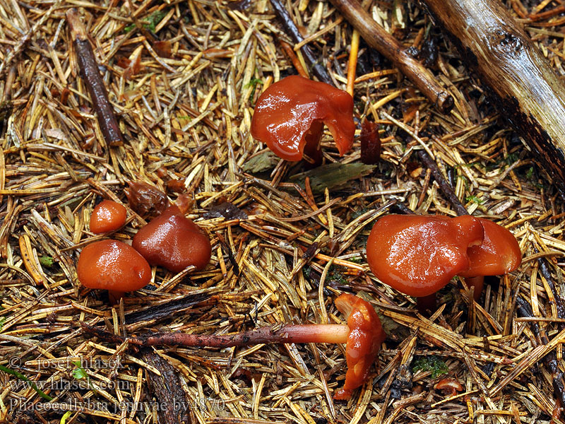 Phaeocollybia jennyi Kržatka jennyina