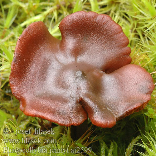 Phaeocollybia jennyi Kržatka Jennyina Koreňovica matná