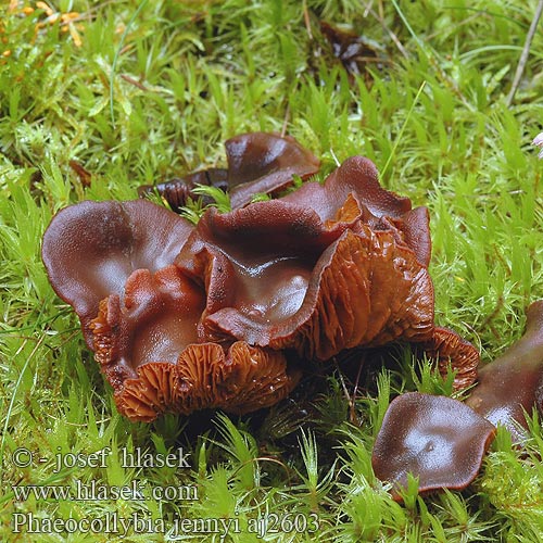 Phaeocollybia jennyi Kržatka Jennyina Koreňovica matná