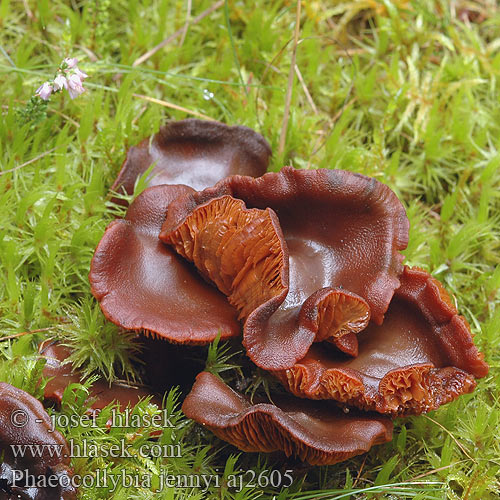 Phaeocollybia jennyi Koreňovica matná