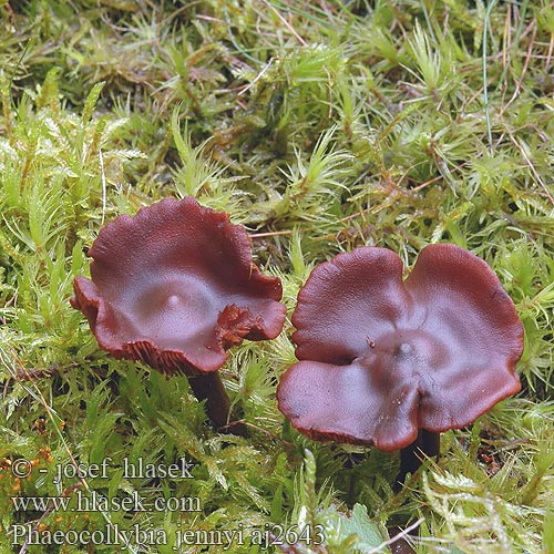 Phaeocollybia jennyi Koreňovica matná