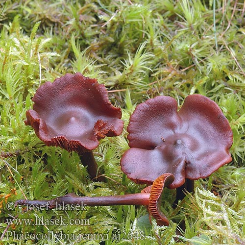 Phaeocollybia jennyi Feuerroter Wurzelschnitzling Hornstieliger